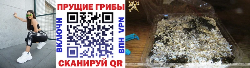 закладка  Монино  Галлюциногенные грибы Psilocybe 